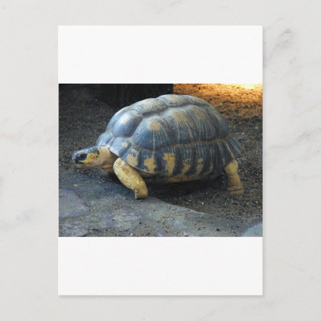 Postal tortuga (Anverso)