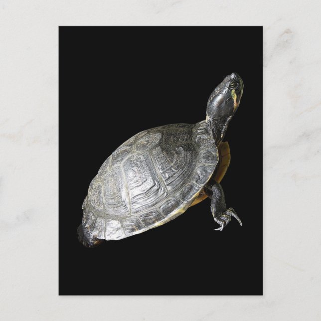 Postal Tortuga (Anverso)