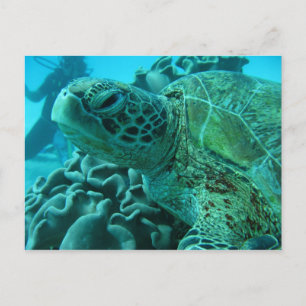 Postal Tortuga
