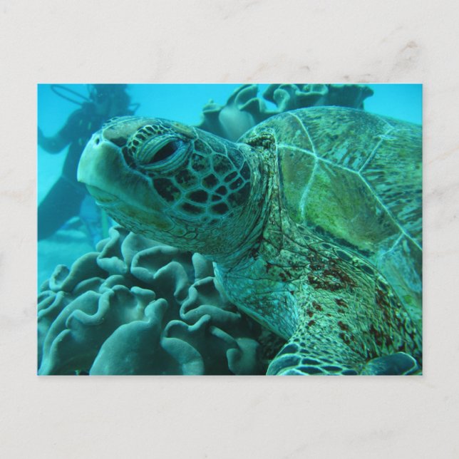 Postal Tortuga (Anverso)