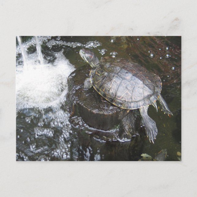 Postal Tortuga (Anverso)