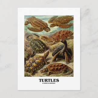 Postal Tortuga (7 Tortugas Diferentes, Formas De Naturale