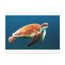 tortuga-863