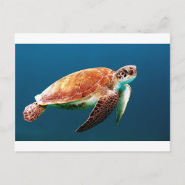 Postal tortuga-863