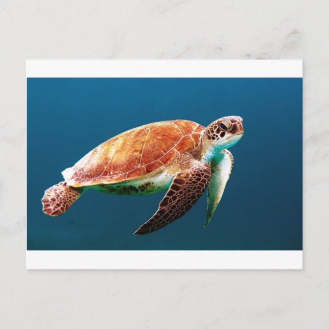 Postal tortuga-863 (Anverso)