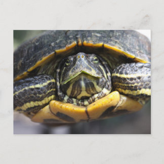 Postal Tortuga africana