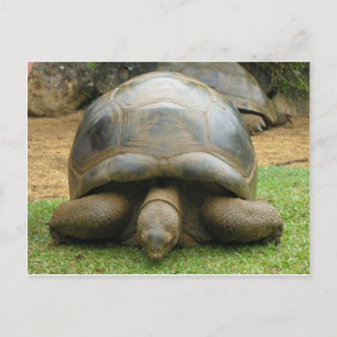 Postal Tortuga africana gigante