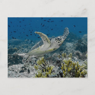 Postal Tortuga Carey Nadando