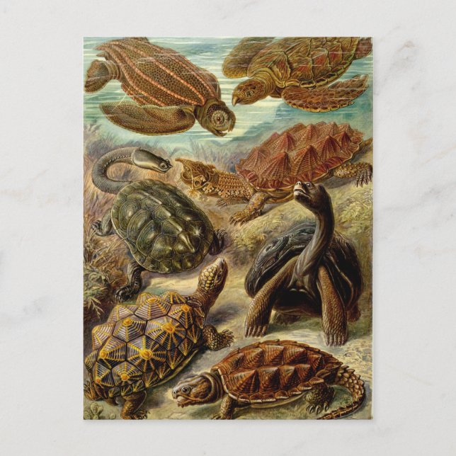 Postal Tortuga (Chelonia) de Haeckel (Anverso)