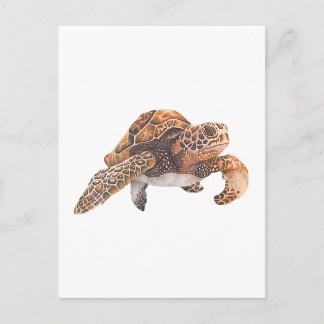 Postal Tortuga Copiar Copiar Copiar Copiar Copiar Copiar  (Anverso)
