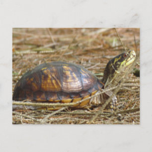 Postal Tortuga - Cuello fuera