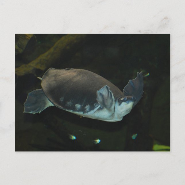 Postal tortuga de cabrestante (Anverso)