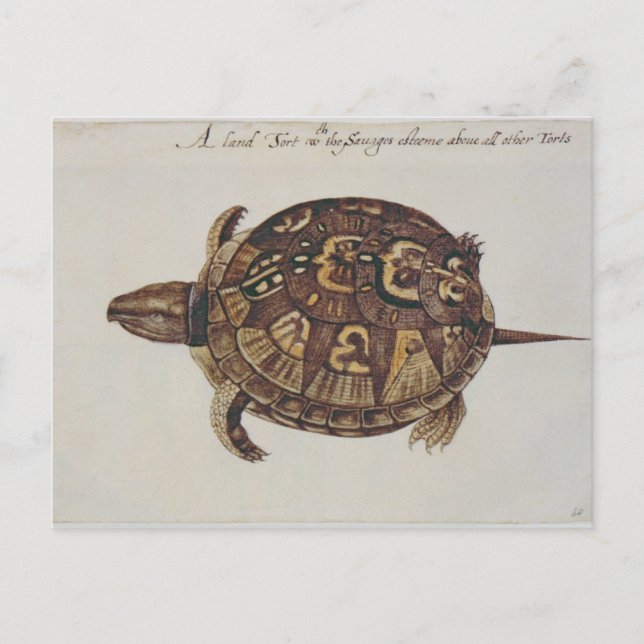 Postal Tortuga de caja común (Anverso)