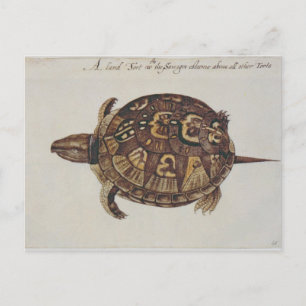 Postal Tortuga de caja común
