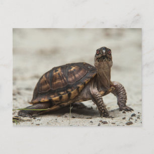 Postal Tortuga de caja común