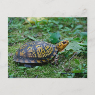 Postal Tortuga de caja oriental