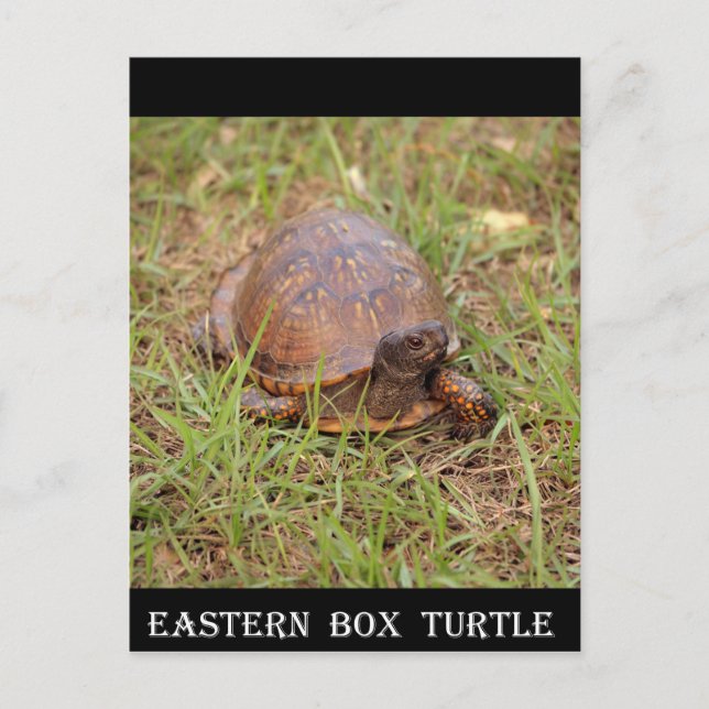 Postal Tortuga de caja oriental (Carolina del Norte y Ten (Anverso)