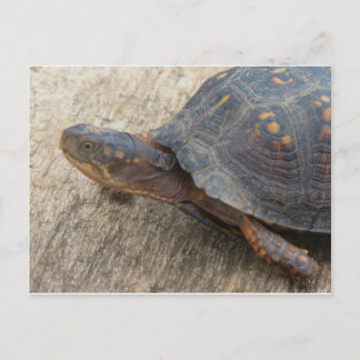 Postal Tortuga de caja oriental (especie en peligro de ex