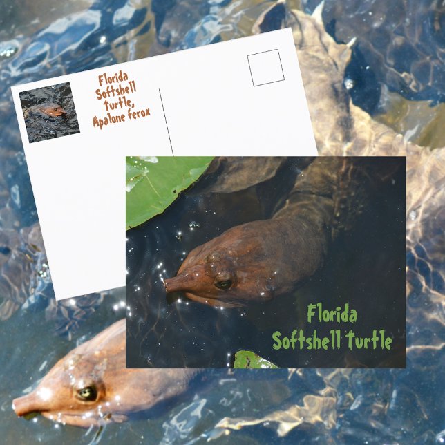Postal Tortuga de Caparazón Blando de Florida Fotografía  (Subido por el creador)