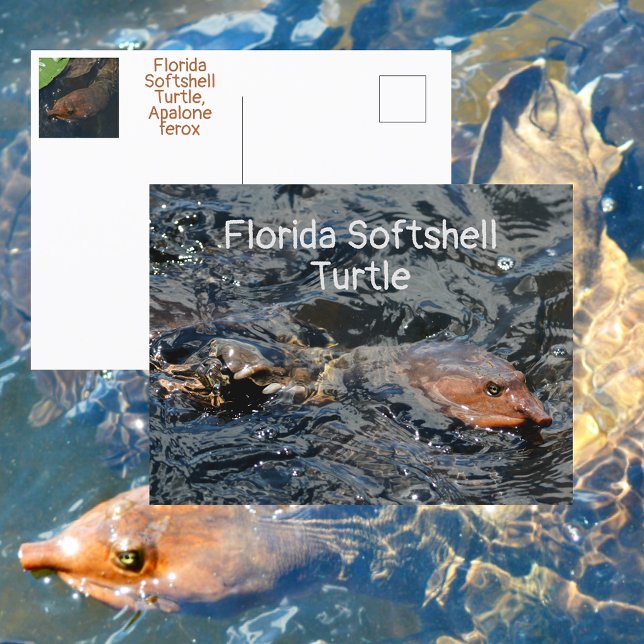 Postal Tortuga de Caparazón Blando de Florida Fotografía  (Subido por el creador)
