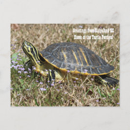 Postal Tortuga de Carolina del Sur