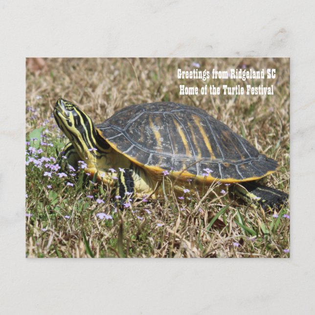 Postal Tortuga de Carolina del Sur (Anverso)