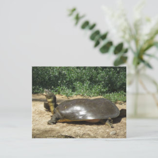 Postal Tortuga de concha