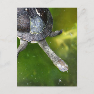 Postal Tortuga de cuello de serpiente oriental