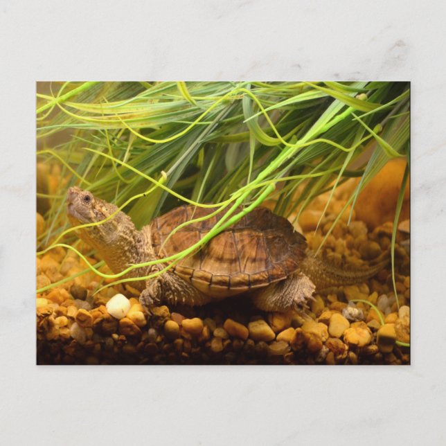 Postal Tortuga de engullición (Nueva York) (Anverso)