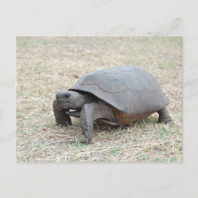 Postal Tortuga de Gopher (Anverso)