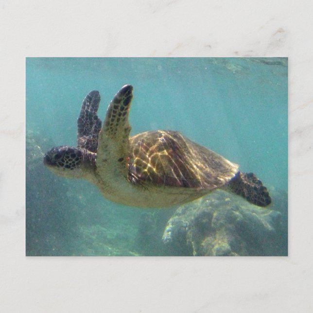 Postal Tortuga de Hawái (Anverso)