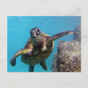Postal Tortuga de la bahía de Hanauma