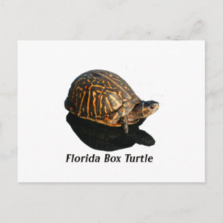 Postal Tortuga de la caja de Florida Fotografía con texto