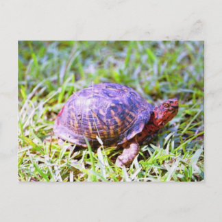 Postal Tortuga de la caja oriental Louisiana