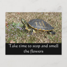 Tortuga de la península