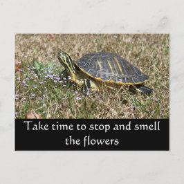 Postal Tortuga de la península