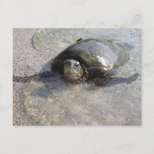 Postal Tortuga De Mar Verde De Hawái Nadando En La Playa 