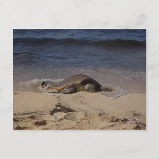 Postal Tortuga de Oahu