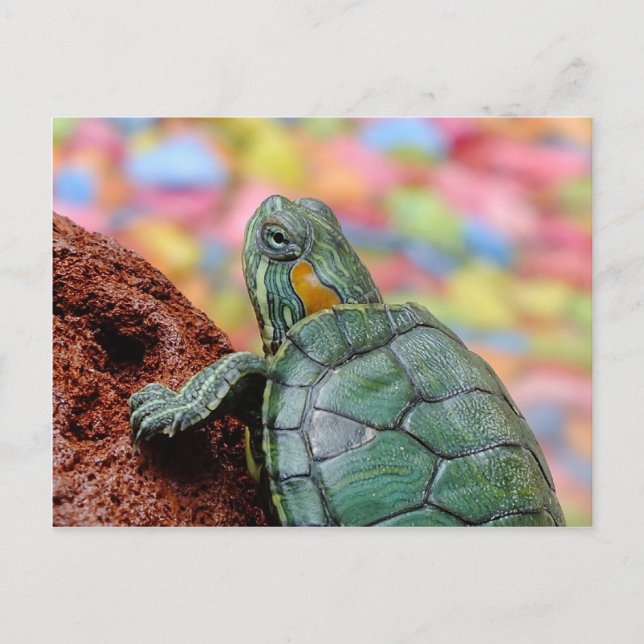 Postal Tortuga de orejas rojas (Anverso)