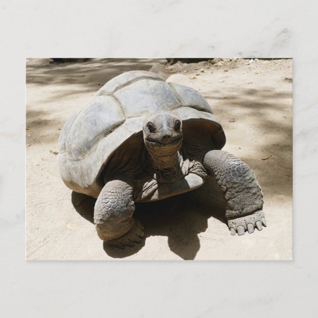 Postal Tortuga de playa de Cute y Curious (Anverso)