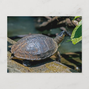 Postal Tortuga de Río en Tortuguero - Costa Rica