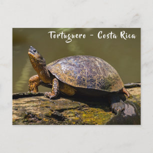 Postal Tortuga de Río en Tortuguero - Costa Rica