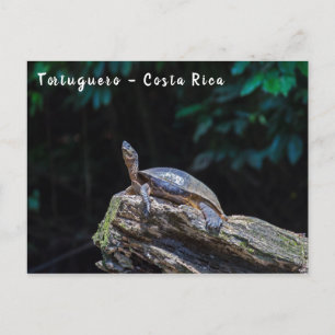 Postal Tortuga de río tomando el sol en Tortuguero - Cost