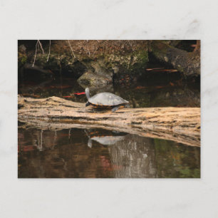 Postal Tortuga de sol