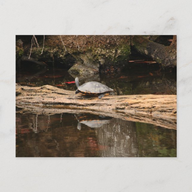 Postal Tortuga de sol (Anverso)