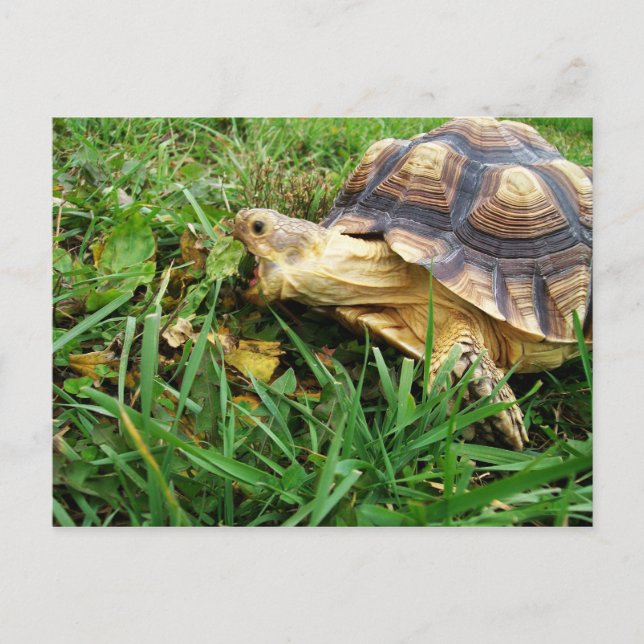 Postal Tortuga de Sulcata en hierba, boca abierta (Anverso)