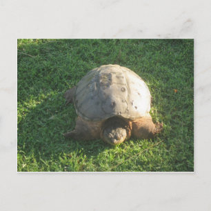 Postal Tortuga del abuelo
