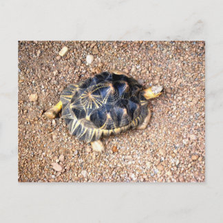 Postal tortuga del desierto
