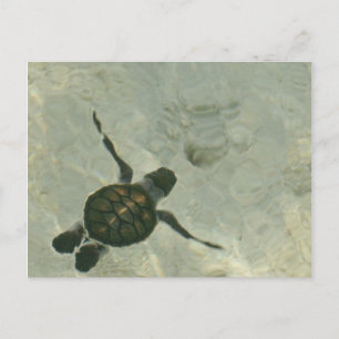 Postal Tortuga Del Mar Bebé Nadando Hacia El Mar