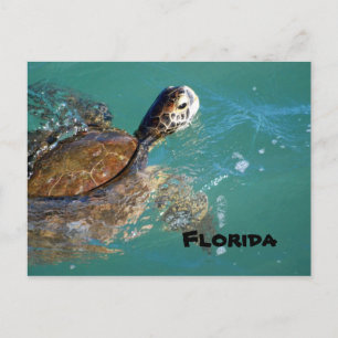 Postal Tortuga del Mar Verde, Florida
